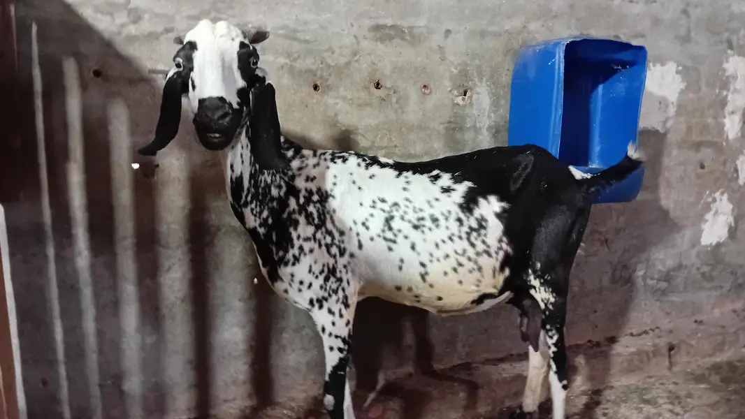 aik desi gabban bakri h aur aik path — photo 5