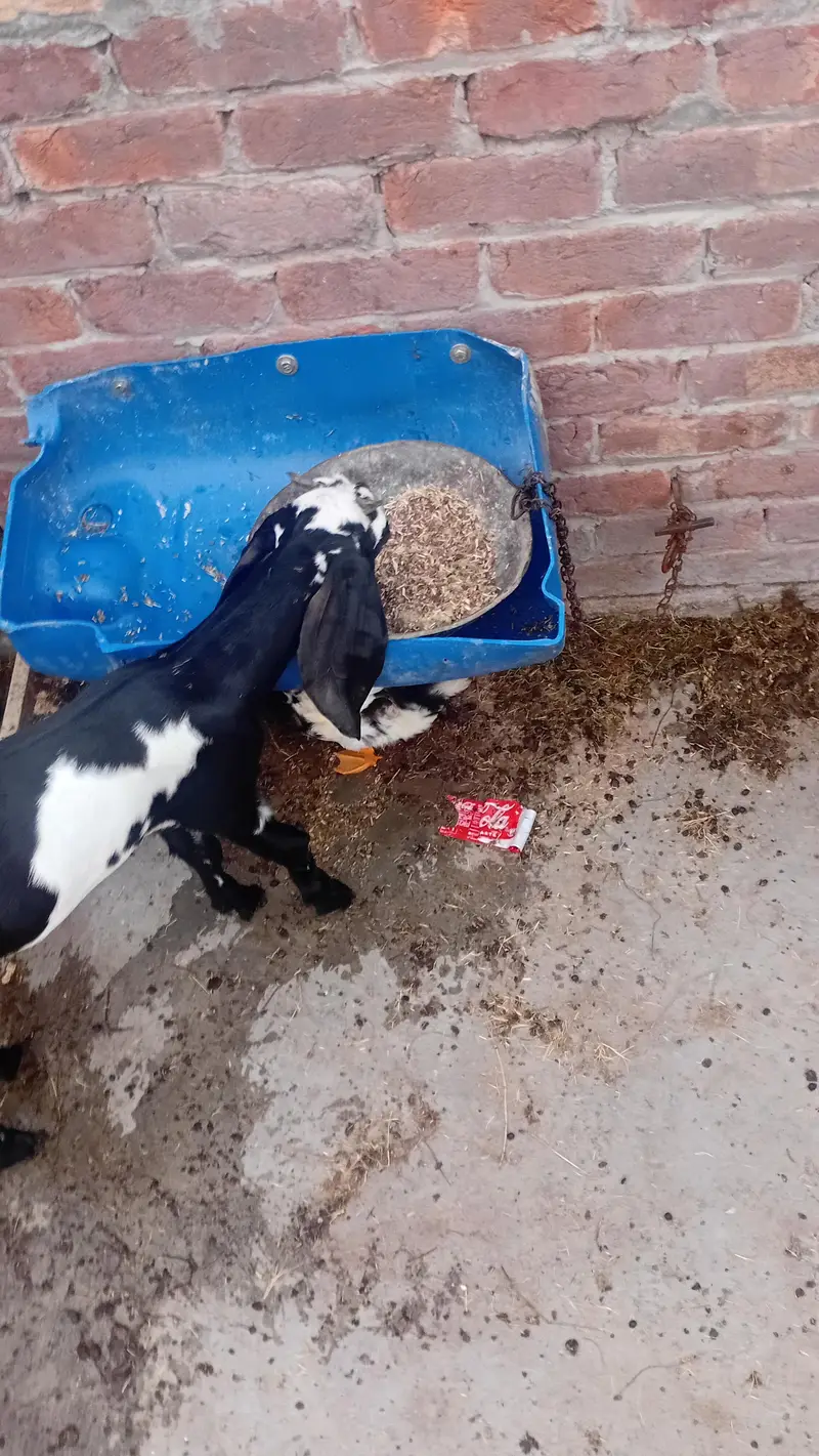 aik desi gabban bakri h aur aik path — photo 6