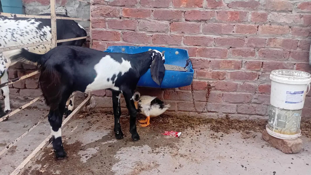 aik desi gabban bakri h aur aik path — photo 7