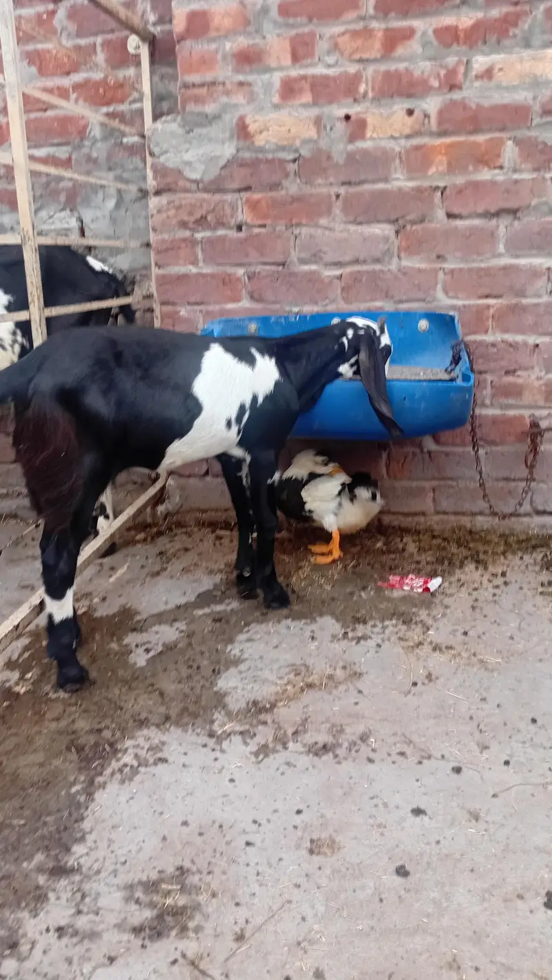 aik desi gabban bakri h aur aik path — photo 8