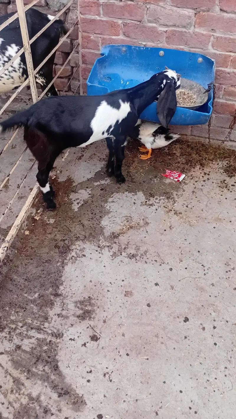 aik desi gabban bakri h aur aik path — photo 9