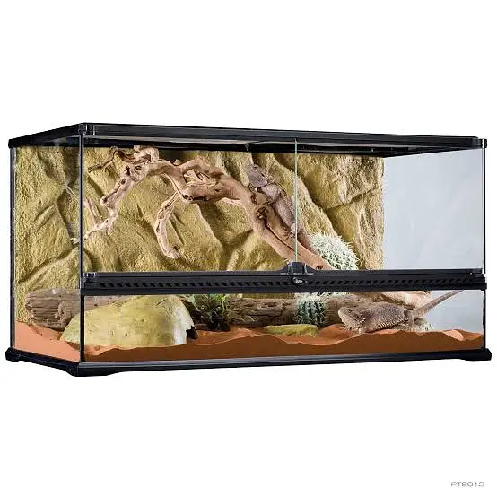 High quality imported goldfish pair for sale . . . . . — photo 2