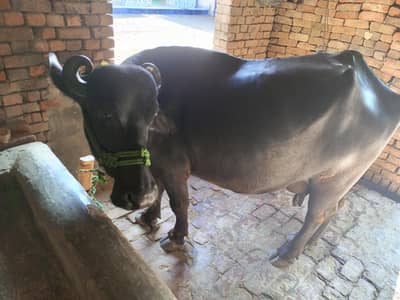 Baffalo