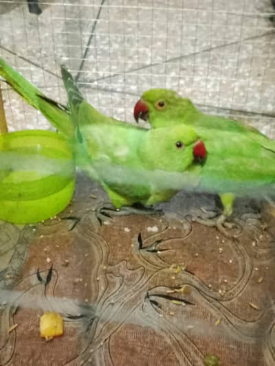 beautiful parrots
