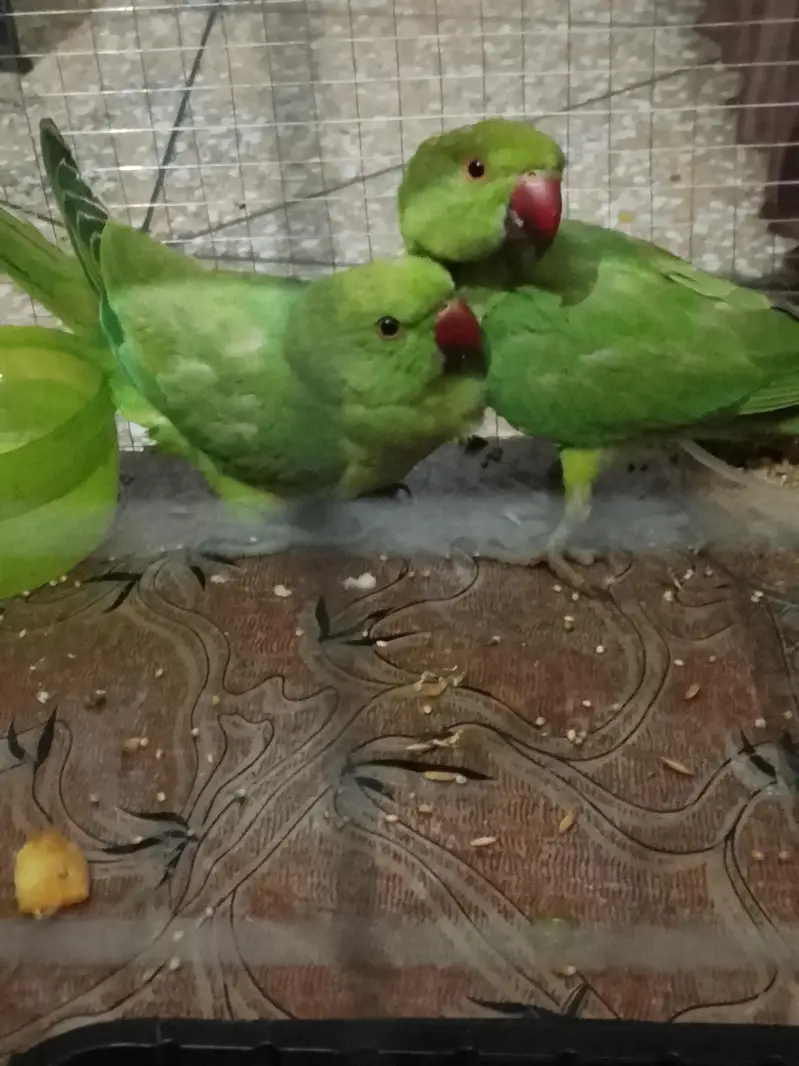 beautiful parrots — photo 2