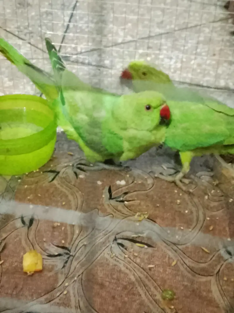 beautiful parrots — photo 3