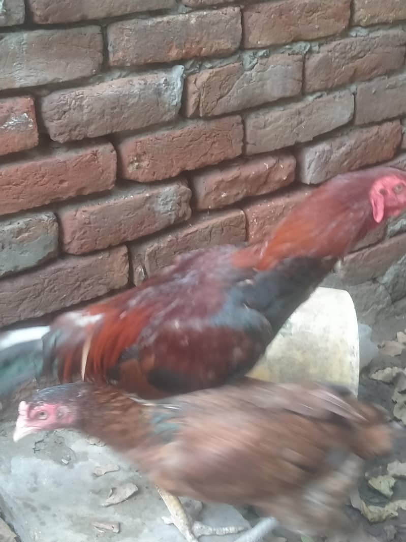 اصیل مرغا سیل مرغی نسلی ایک کوالٹی 0