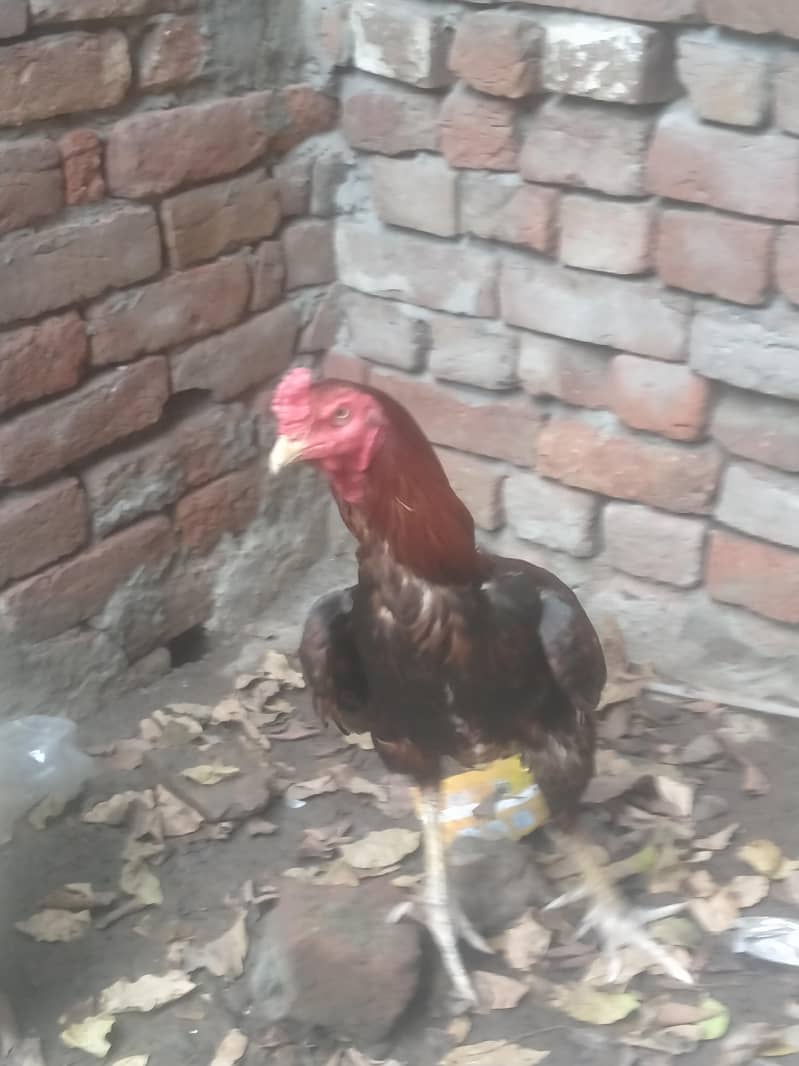 اصیل مرغا سیل مرغی نسلی ایک کوالٹی 2