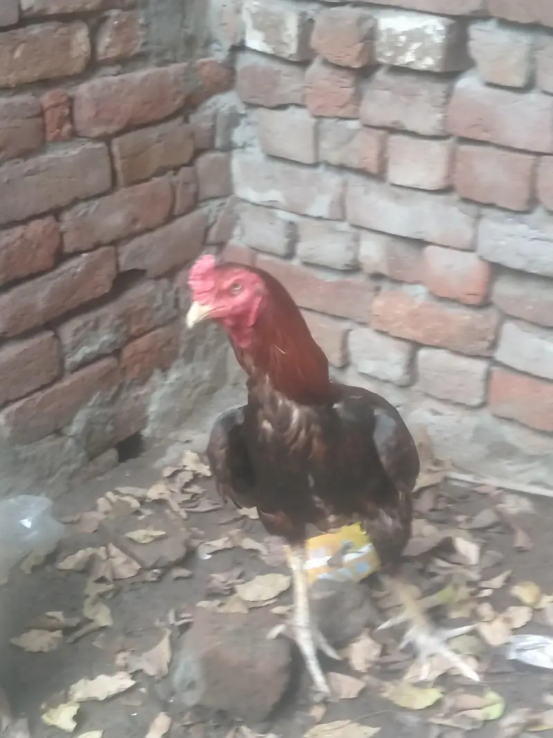 اصیل مرغا سیل مرغی نسلی ایک کوالٹی — photo 3