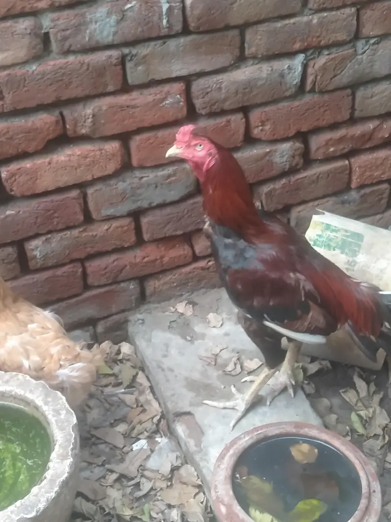 اصیل مرغا سیل مرغی نسلی ایک کوالٹی — photo 4