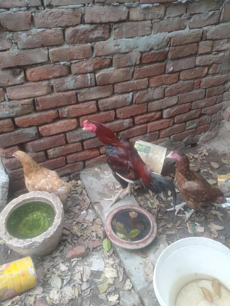 اصیل مرغا سیل مرغی نسلی ایک کوالٹی 4