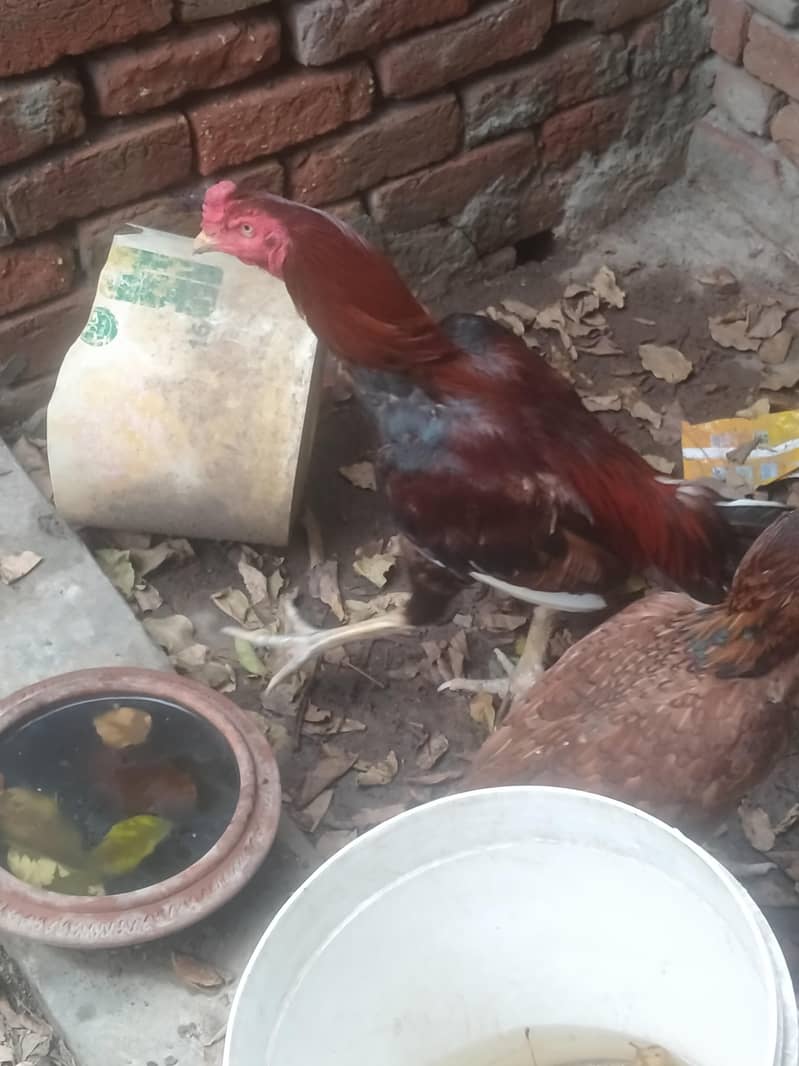 اصیل مرغا سیل مرغی نسلی ایک کوالٹی 5