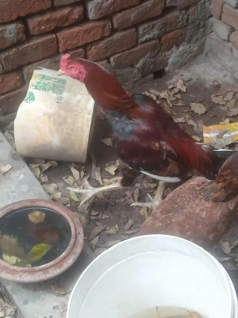 اصیل مرغا سیل مرغی نسلی ایک کوالٹی — photo 6