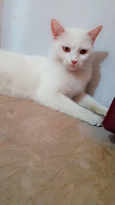 Cat for adoption