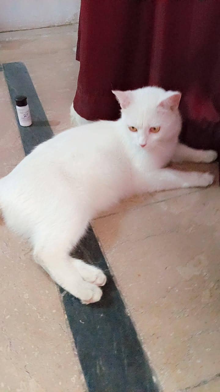 Cat for adoption 1