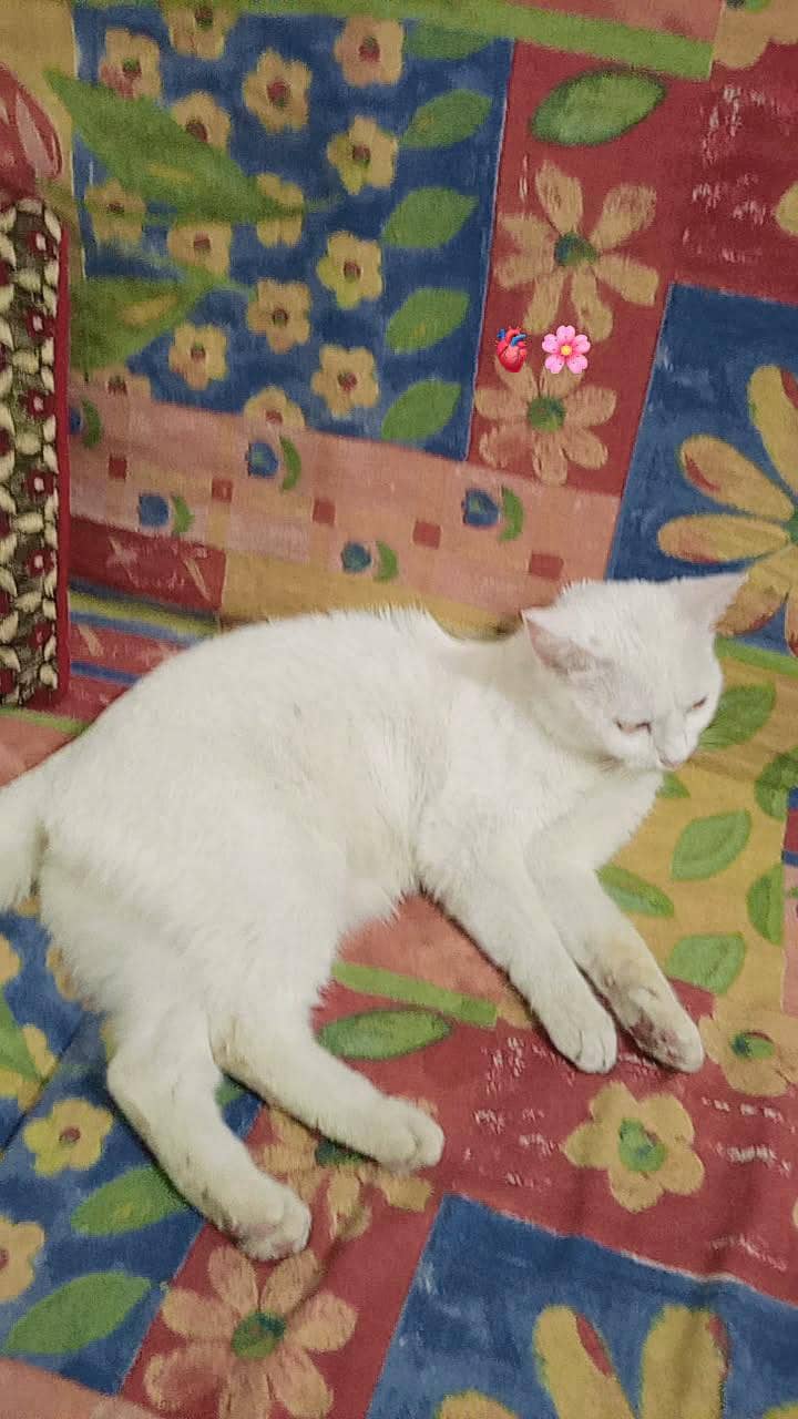 Cat for adoption 2