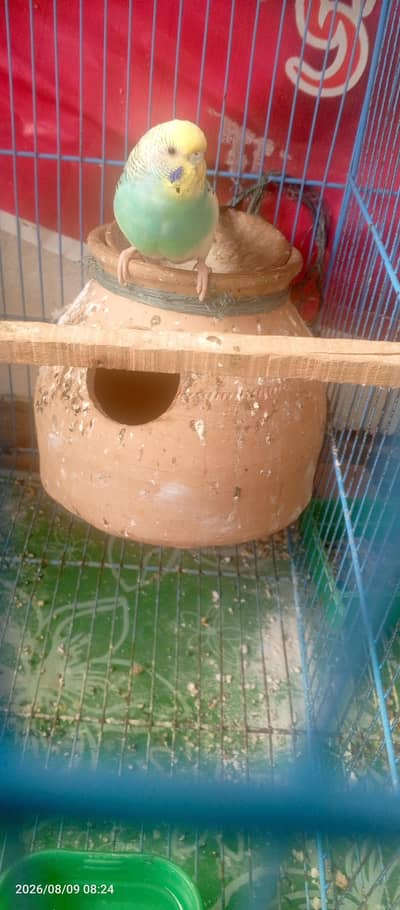 Budgies Breeder Pair Available Australian parrots Bajri. Bajri
