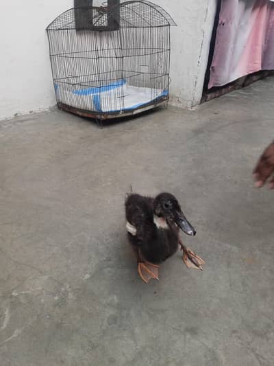 Duck baby