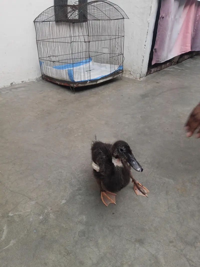 Duck baby