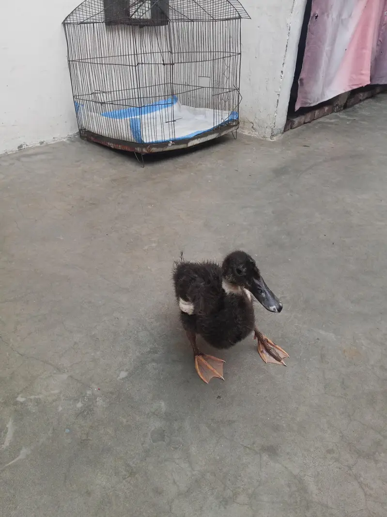 Duck baby — photo 2