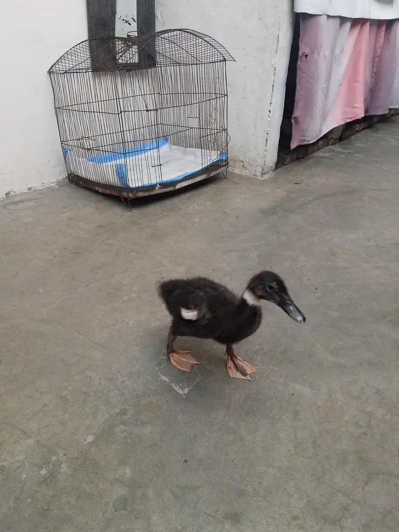 Duck baby — photo 3