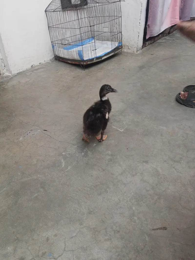 Duck baby — photo 4