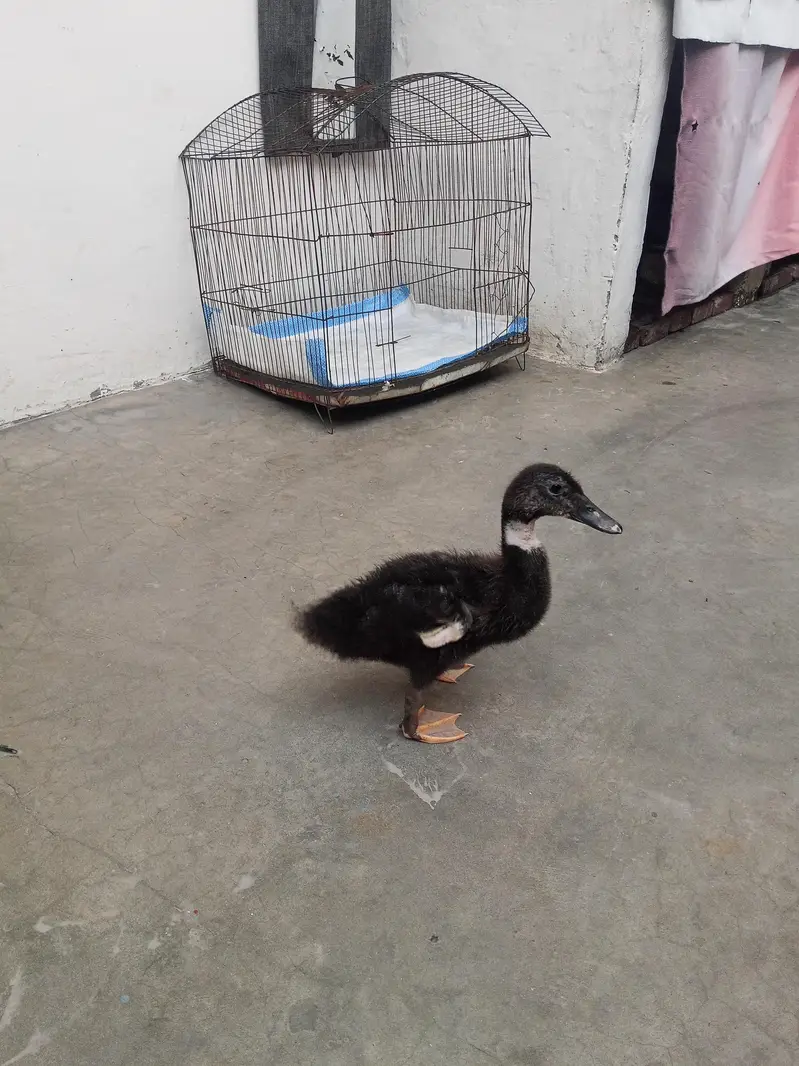 Duck baby — photo 5