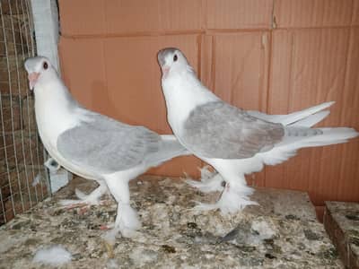 Silver King Sherazi pigeon Fancy Kabootar 03431683430