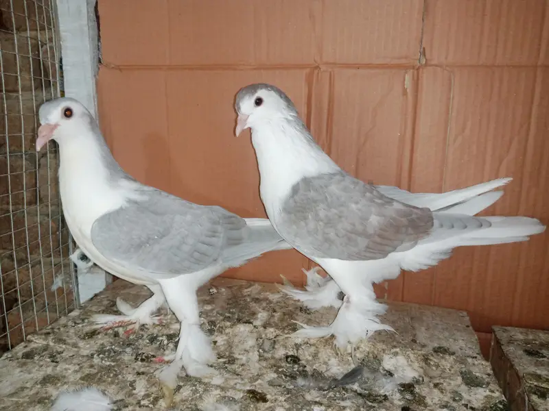 Silver King Sherazi pigeon Fancy Kabootar 03431683430 — photo 2