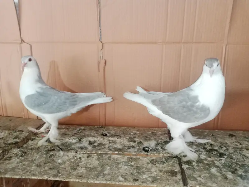 Silver King Sherazi pigeon Fancy Kabootar 03431683430 — photo 3