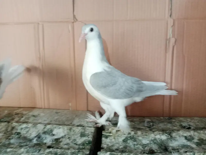Silver King Sherazi pigeon Fancy Kabootar 03431683430 — photo 4