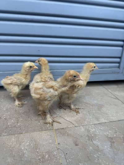 Golden heavy buff chicks for sale