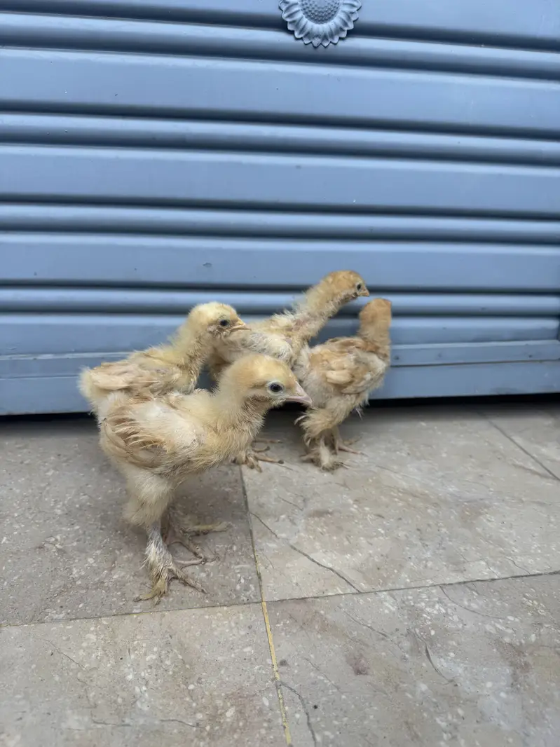 Golden heavy buff chicks for sale — photo 2