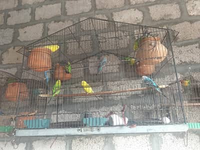 Cocktail Lovebird fisher budgie's breeder pairs