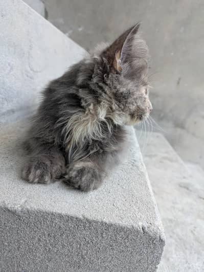 grey Persian kitten