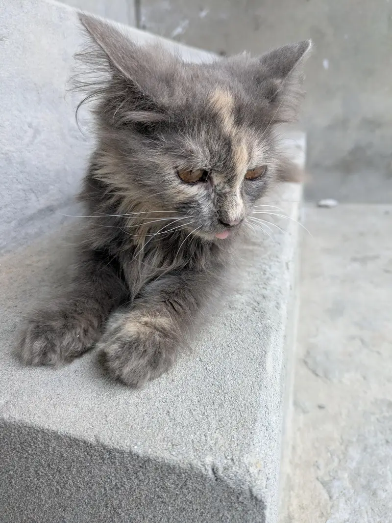grey Persian kitten — photo 2
