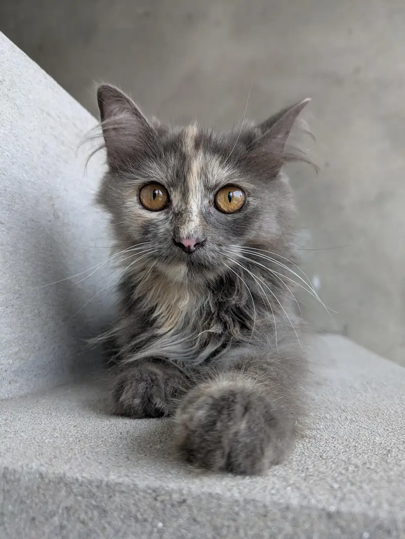 grey Persian kitten — photo 3
