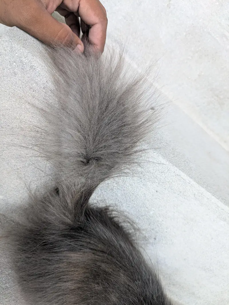 grey Persian kitten — photo 4