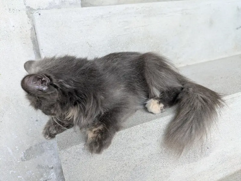 grey Persian kitten — photo 5