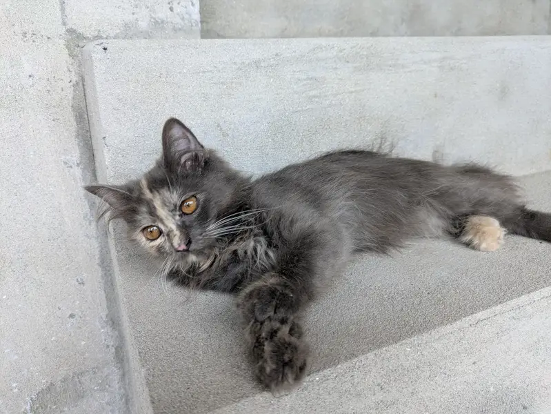 grey Persian kitten — photo 6