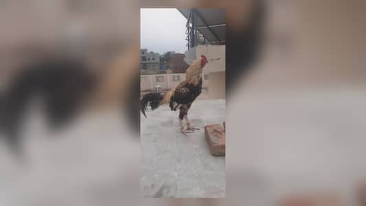 Breeder mianwali aseel murga