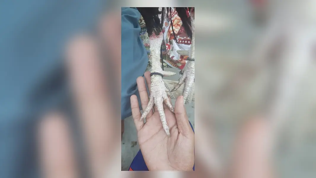 Breeder mianwali aseel murga — photo 3