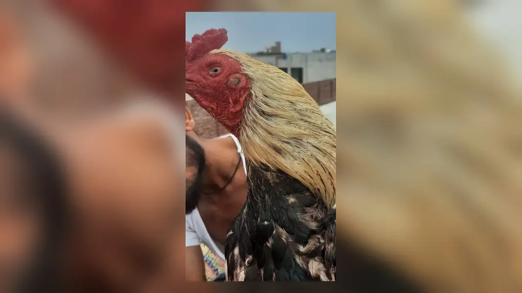 Breeder mianwali aseel murga — photo 5