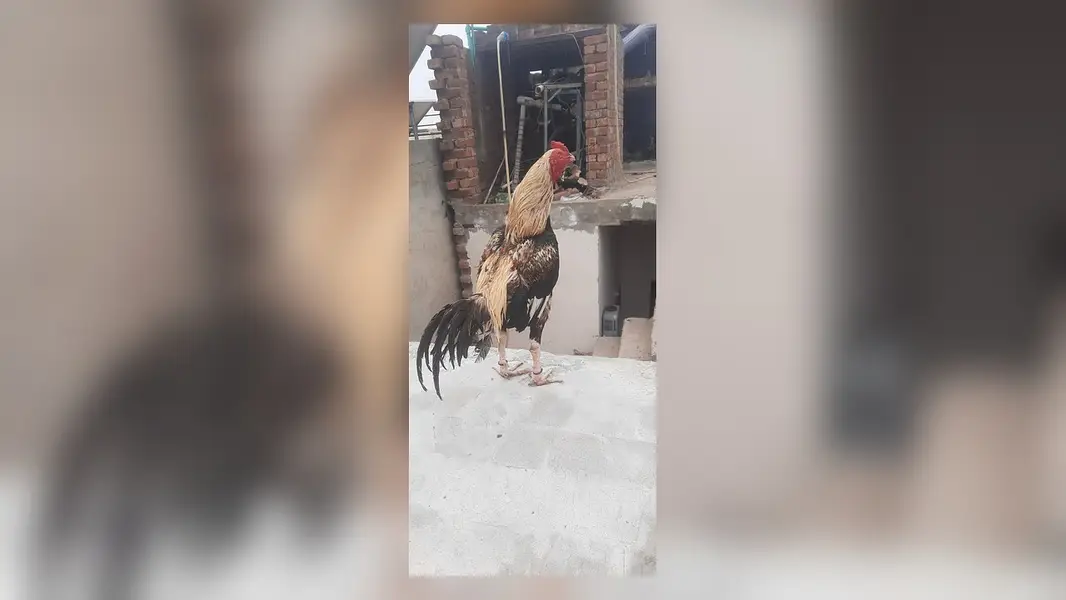 Breeder mianwali aseel murga — photo 7