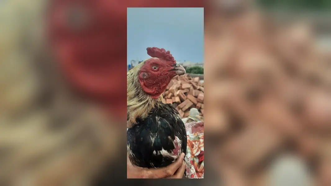 Breeder mianwali aseel murga — photo 8