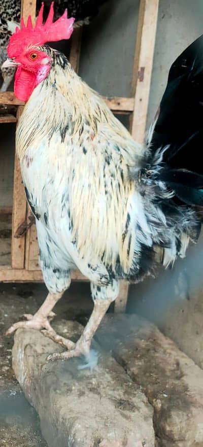 young male breeder available