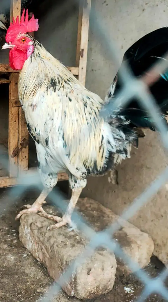 young male breeder available — photo 2