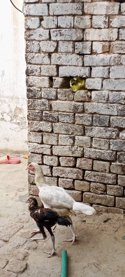 Aseel hens sahiwal arif road Chak no 101 9L
