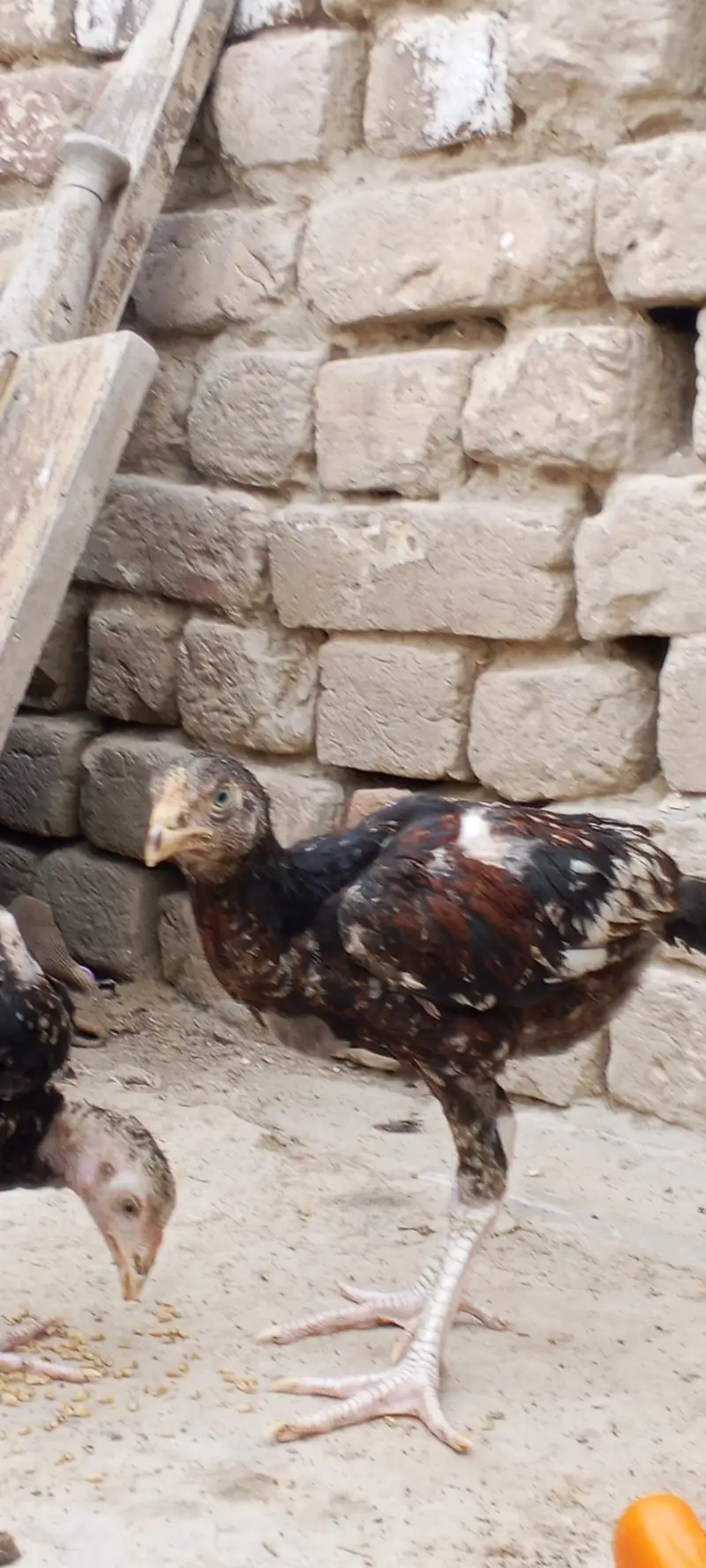 Aseel hens sahiwal arif road Chak no 101 9L — photo 2