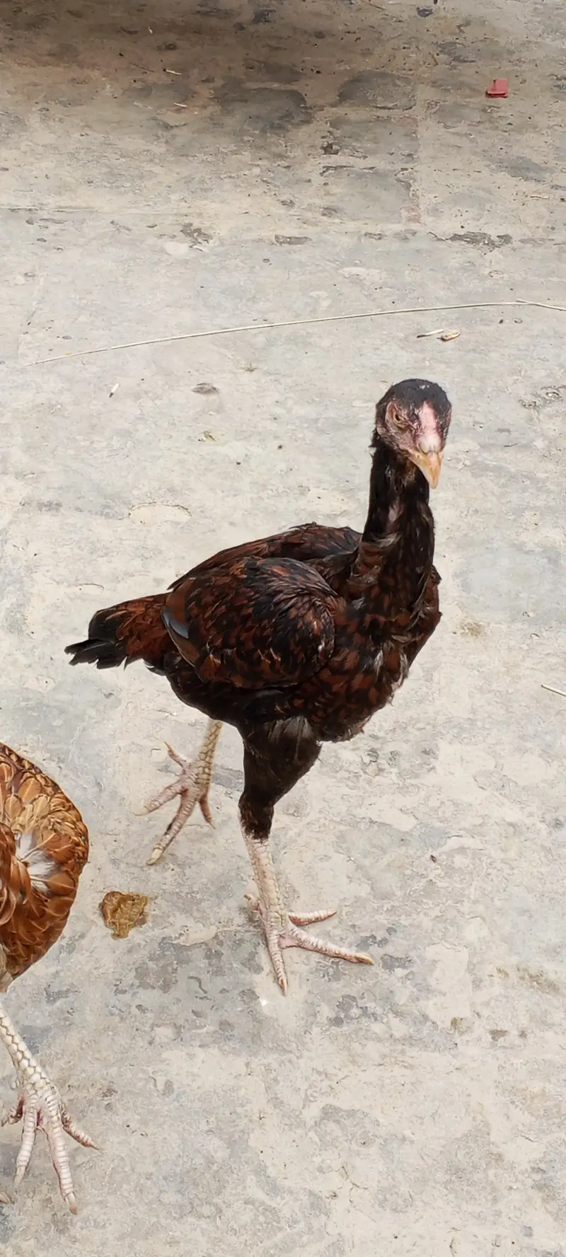 Aseel hens sahiwal arif road Chak no 101 9L — photo 3